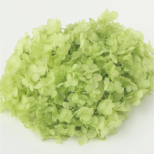 【プリザ】64186 ソフトあじさいアナベル アップルグリーン プリフラSHOP 花材通販