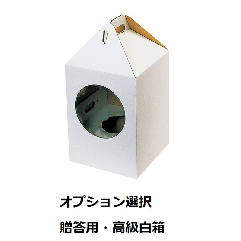 【ギフト】「トワイライト 青い薔薇」 バルーンフラワー