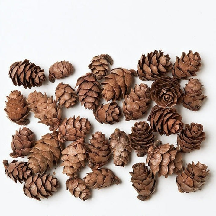 【ドライ】24720-000 タマラックコーン ナチュラル