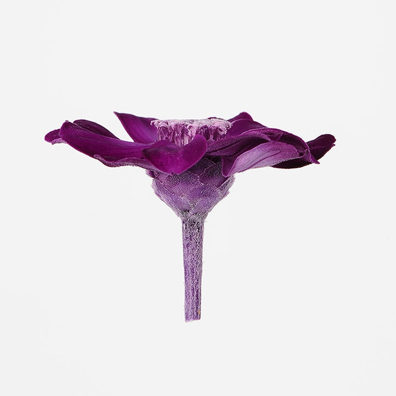 【プリザ】03461-471 ジニア・小 チョコレートワイン