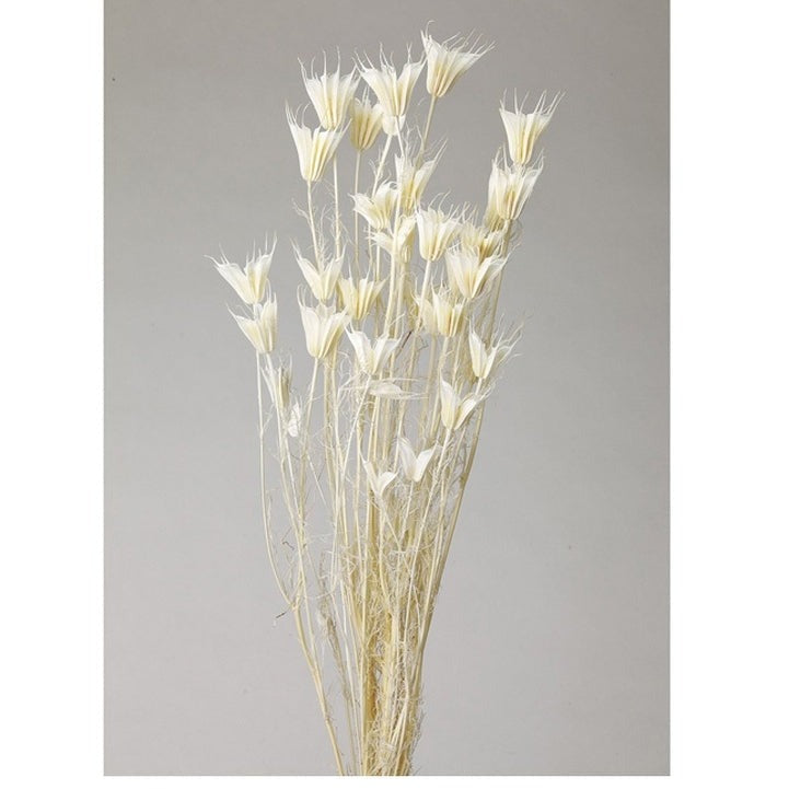 【ドライ】10380-011 ニゲラオリエンタリス 白