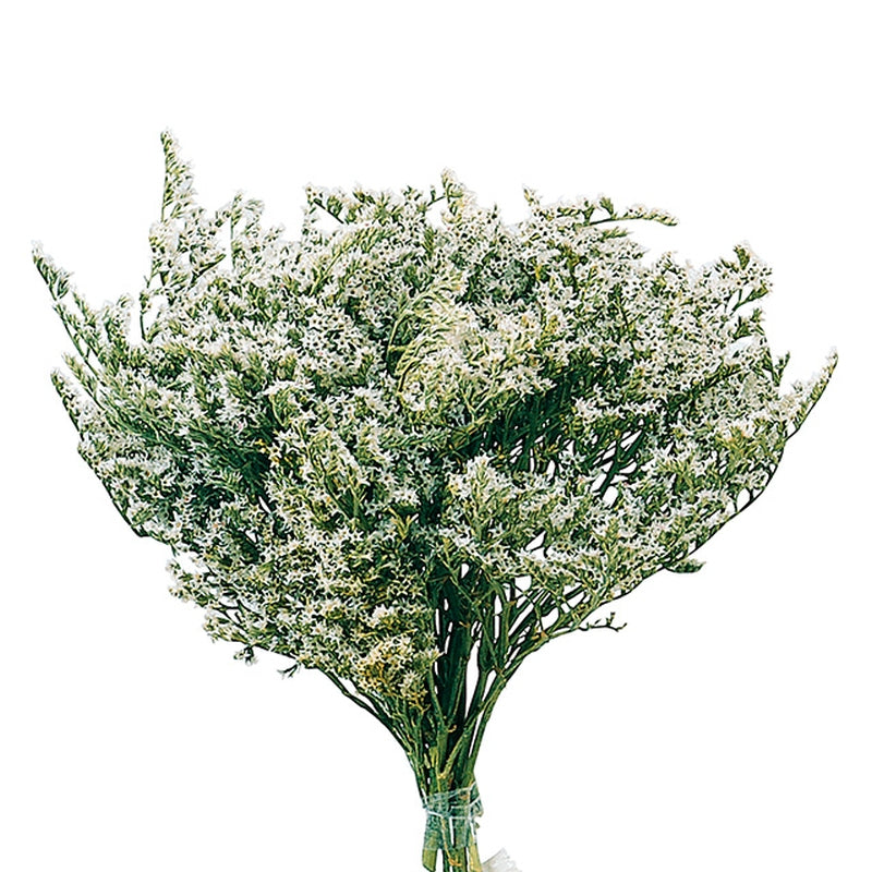 【ドライフラワー】【風の花】DN3 タタリカ ナチュラル ドライフラワー専門店 花材卸 ディスプレイ 東京堂