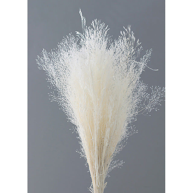 02833-011 アグロスティス オフホワイト