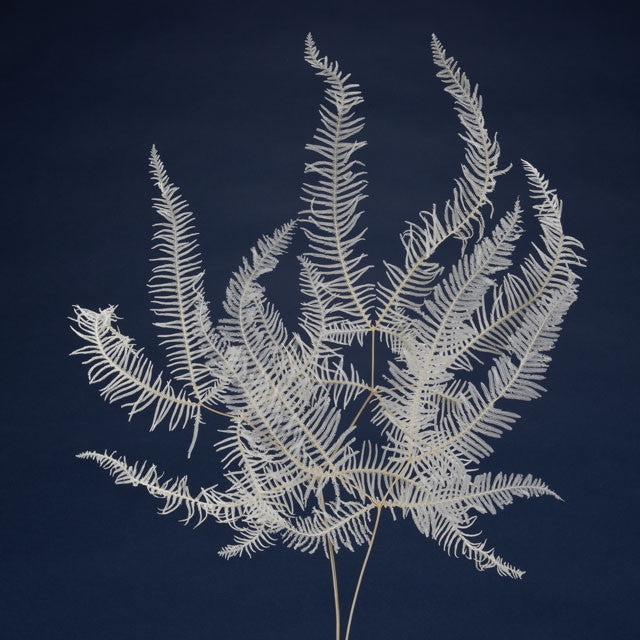 【ドライ】50290-0111 山シダ 白