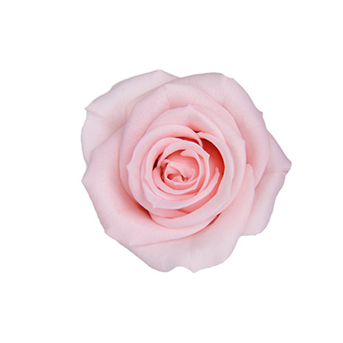 FL70-30 スプレーローズ ミルキーピンク