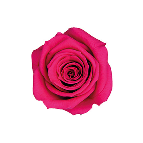 【プリザ】FL50-58 ベイビーローズ フューシャピンク