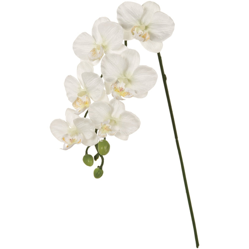 ファレノミリー ホワイト