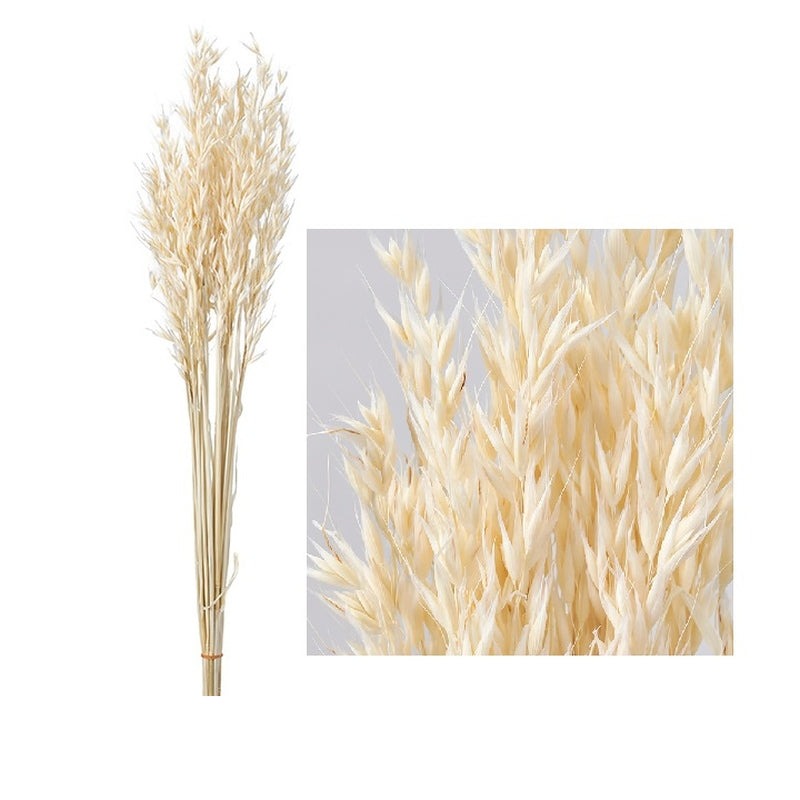 50170-011 アベナ オフホワイト