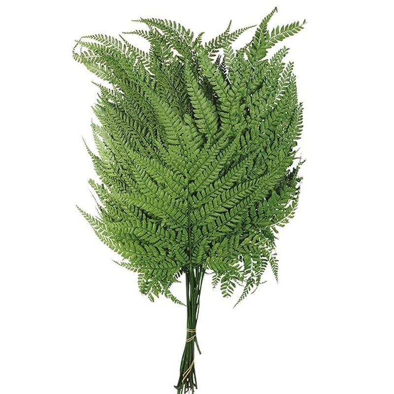 【ドライ】50330-700 ヒメワラビ グリーン