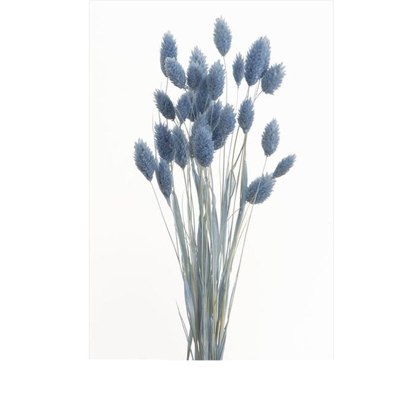 【ドライ】42020-691 ポアプランツ ウォーターブルー