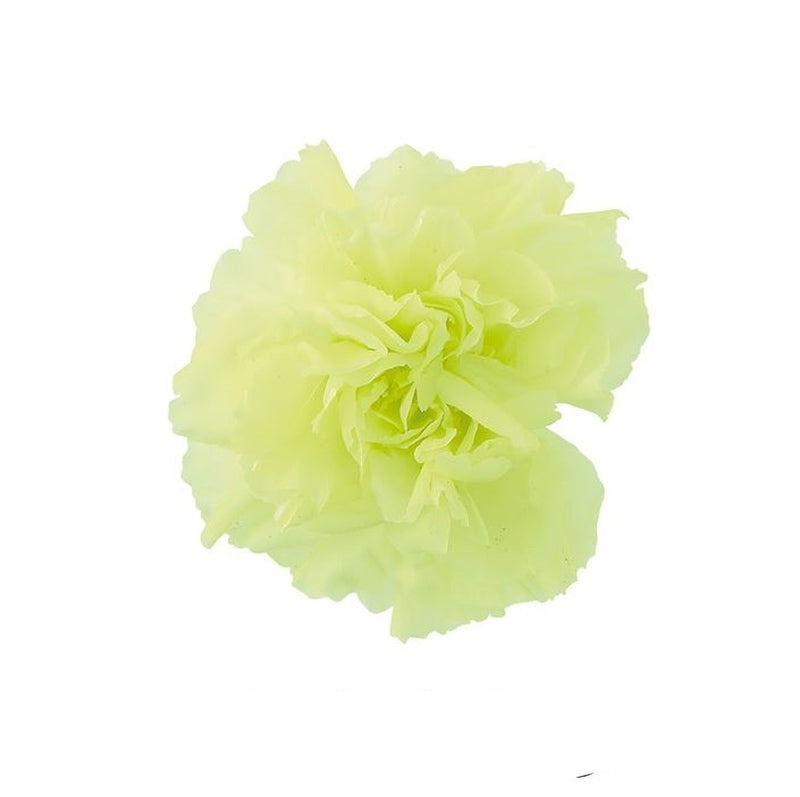 02381-701 ミニカーネーション フレッシュグリーン
