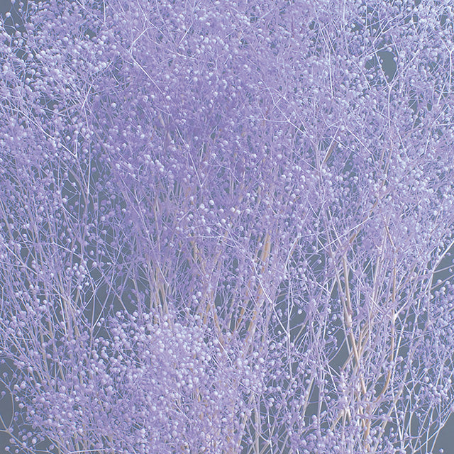 【プリザ】00010-441 ミニカスミ草 エンジェルパープル