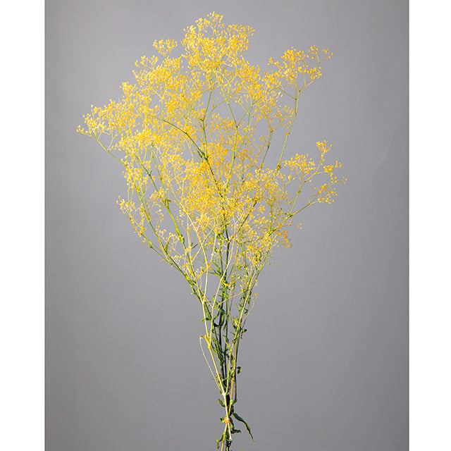 00025-015 スーパーソフトミニカスミ草・フレア イエロー/グリーン