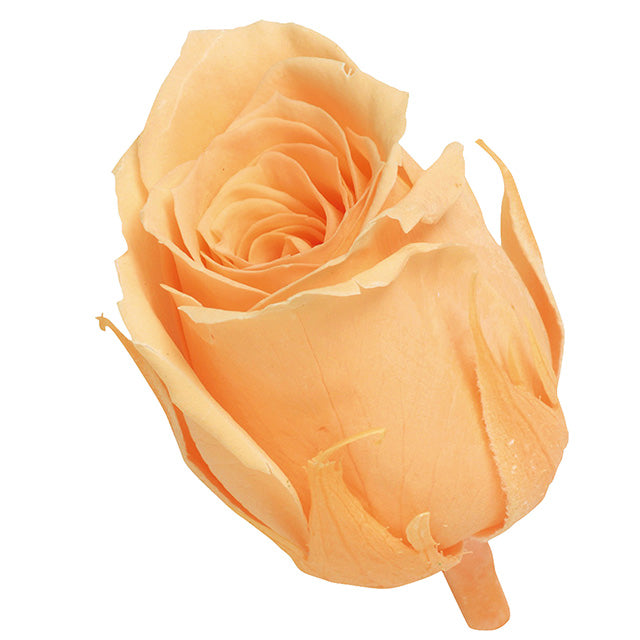 02370-361 ビビアン ジュリアオレンジ