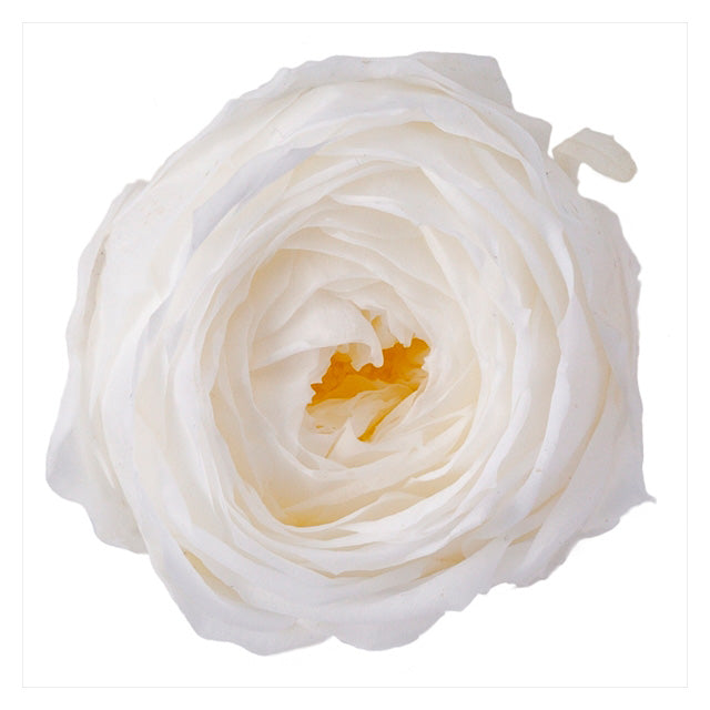 【プリザ】02730-011 ローズ・ココット 白