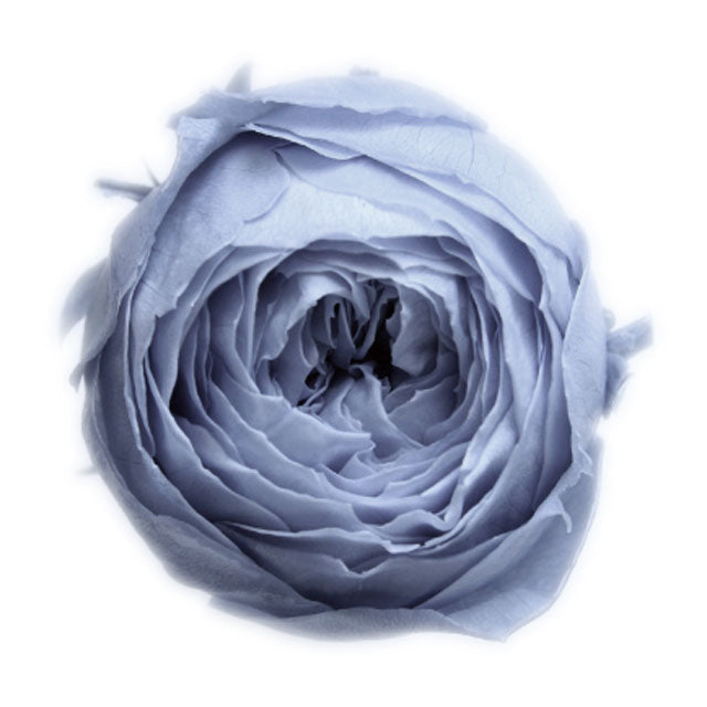 【プリザ】02730-631 ローズ・ココット ダスティーブルー