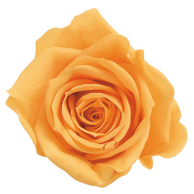 【プリザ】03840-351 ローズ・ミミ フルーティオレンジ