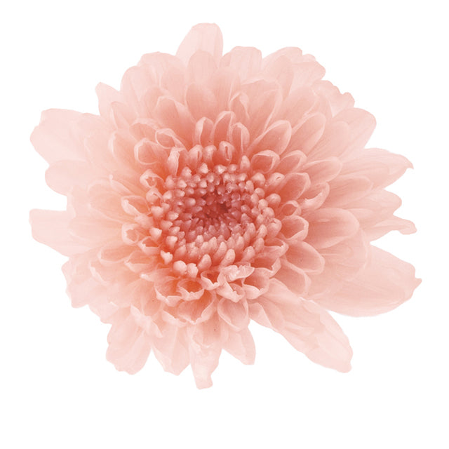 【プリザ】03680-131 小菊 シルキーピンク
