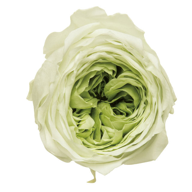 03830-771 ローズ・てまり・ミルフィーユ ミントグリーン