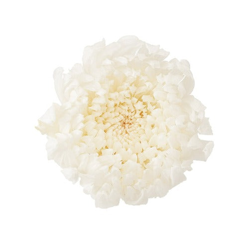 【プリザ】04805-010 輪菊・咲花 白