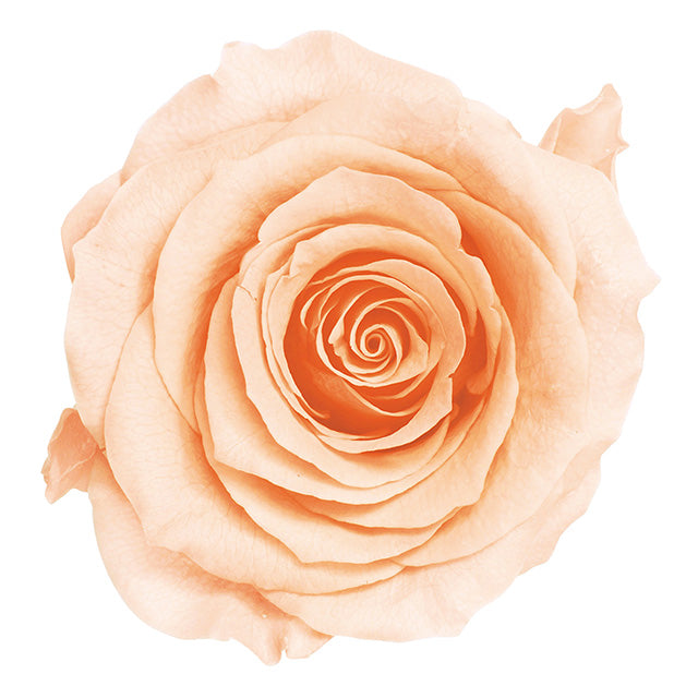 【プリザ】05202-371 ローズ・かのん・M クリーミーピーチ