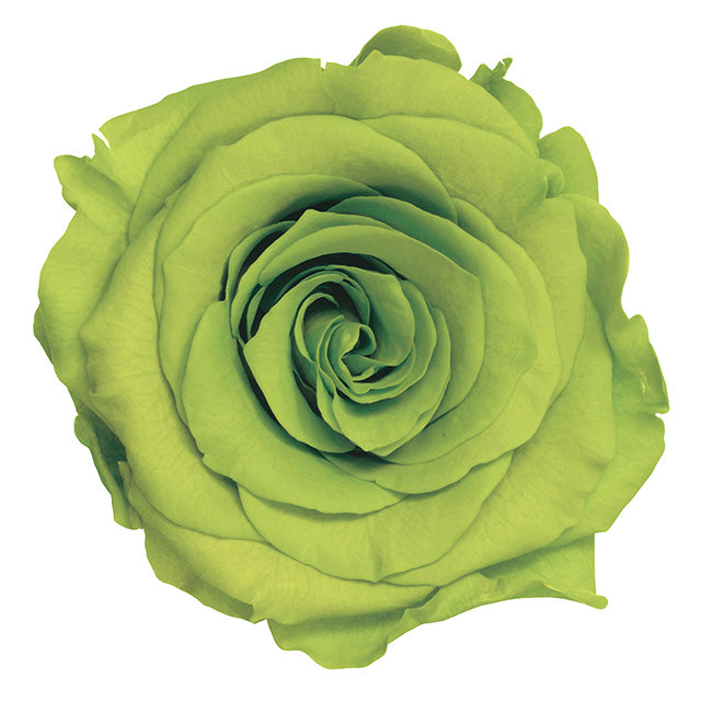 【プリザ】05202-721 ローズ・かのん・M ライトグリーン