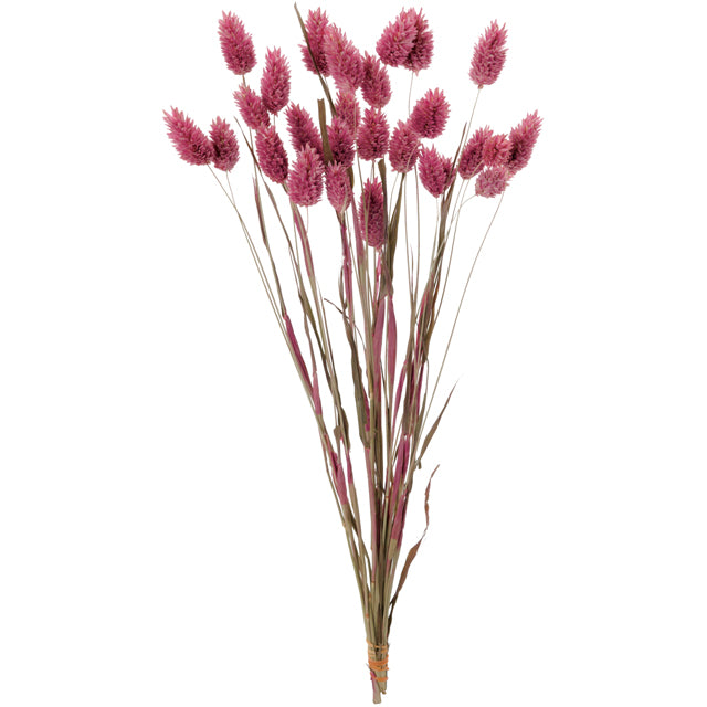 【ドライ】42020-130 ポアプランツ クラシックピンク