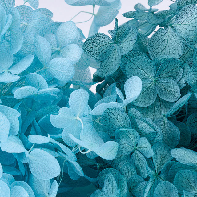 80608 ソフトあじさいアナベル 空&ピーコックグリーン キャンディBOX