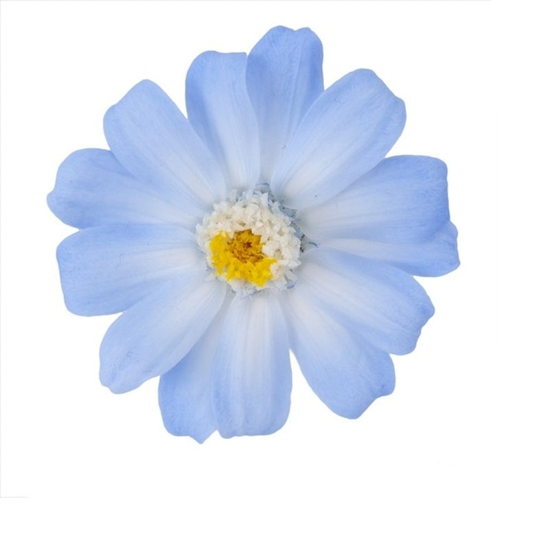 03464-600 ジニア・小・グラデーション ホワイトブルー