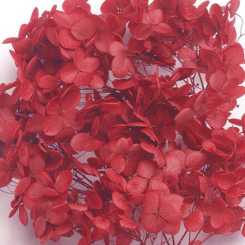 【プリザ】02160-301 アナベル・ヘッド レッド