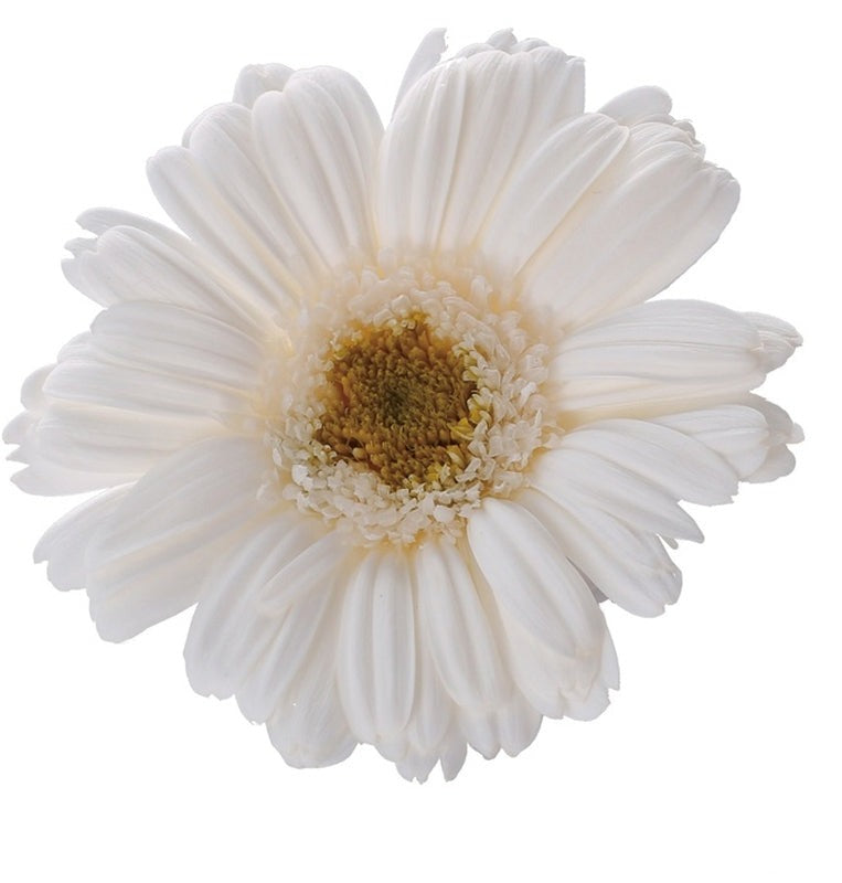 【プリザ】03170-015 ガーベラ 白