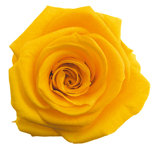 【プリザ】FL100-17 スタンダードローズ ゴールデンイエロー