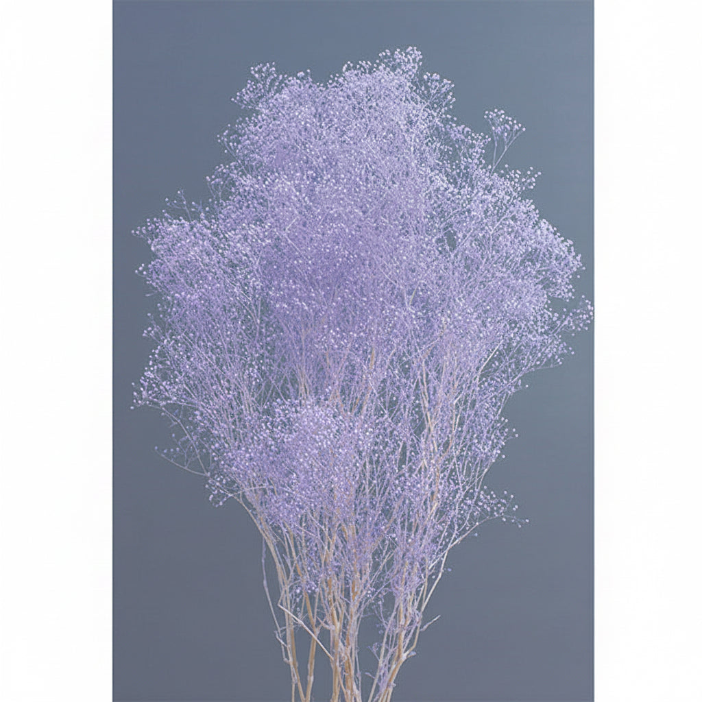 【プリザ】かすみ草　エンジェルパープル　
花材通販　プリフラSHOP