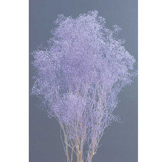 【プリザ】かすみ草　エンジェルパープル　
花材通販　プリフラSHOP
