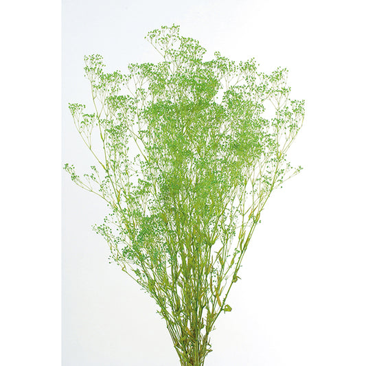 【プリザ】00020-700 スーパーソフトミニカスミ草　グリーン　大地農園　花材販売　プリフラSHOP