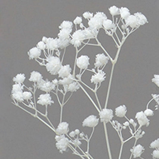 00042-011　カスミ草・オーバータイム　白　プリフラSHOP　大地農園　花材通販　3割引
