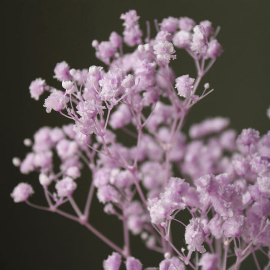 00042-401　カスミ草・オーバータイム　パープル　プリフラSHOP花材通販　3割引　大地農園