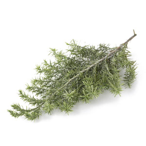 グリーン】01322-722 ヒムロスギ パウダーグリーン – prefla shop