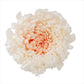 花材通販　プリフラSHOP　輪菊・咲花・ミルフィーユ　ホワイトピンク　4185