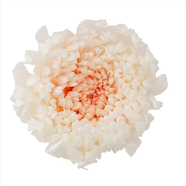 花材通販　プリフラSHOP　輪菊・咲花・ミルフィーユ　ホワイトピンク　4185