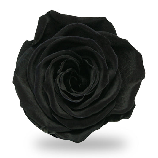 レザーブラック・アモローサ　プリザーブドフラワー　薔薇