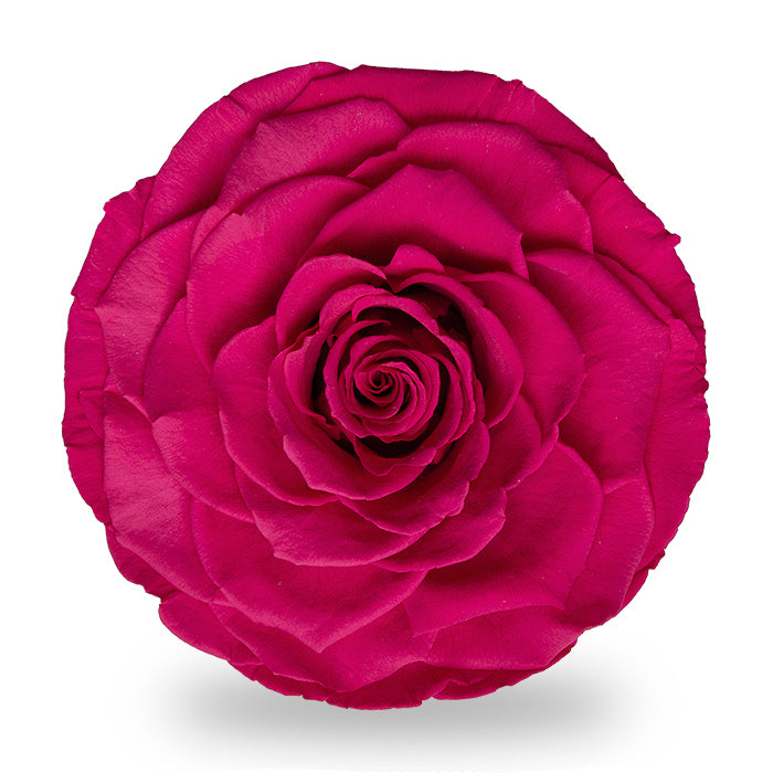 ホットピンク・アモローサ　プリザーブドフラワー　薔薇