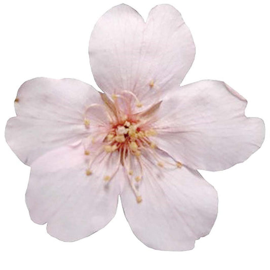 桜　さくら　フレッシュピンク　36-46　プリザーブドフラワー