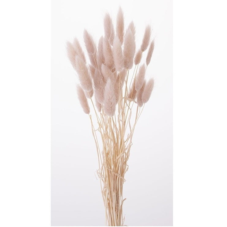 ラグラス　ピンクベージュ　大地農園　花材通販　42050-081　プリフラSHOP　卸販売
