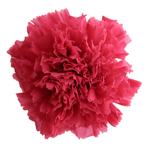 カーネーション・プリザ｜フロールエバー