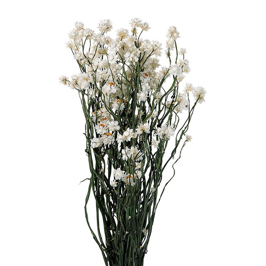 アンモビューム・ナチュラル・東京堂　DN14　スモールフラワー　白い花