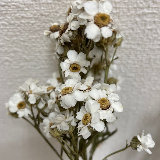イクソディア・東京堂　風の花　DN110017　スモールフラワー　白い花