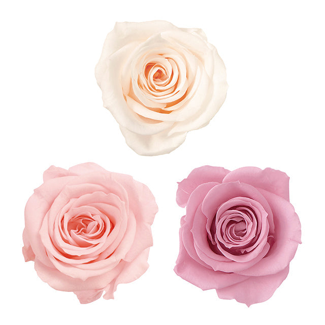 03484-150　大地農園　プリザ　ローズ・いずみ　プリフラSHOP　花材通販　3割引