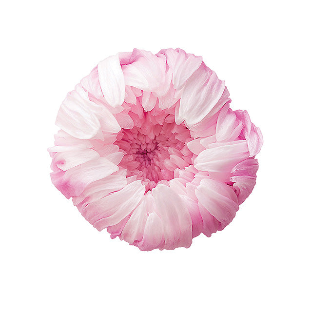 輪菊・プリザ｜大地農園　　