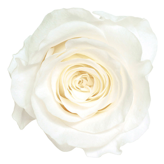 ローズ・かのん・L　ピュアホワイト・大地農園　プリザーブドローズ　白薔薇